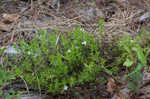 Rough hedge hyssop